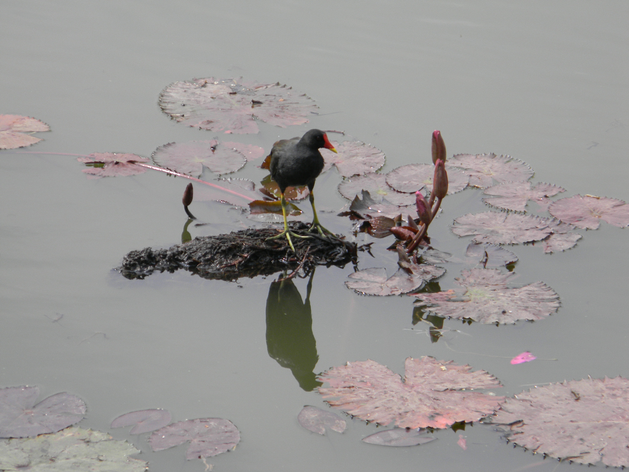 Nikon Coolpix L110 sample photo. Swamp hen photography