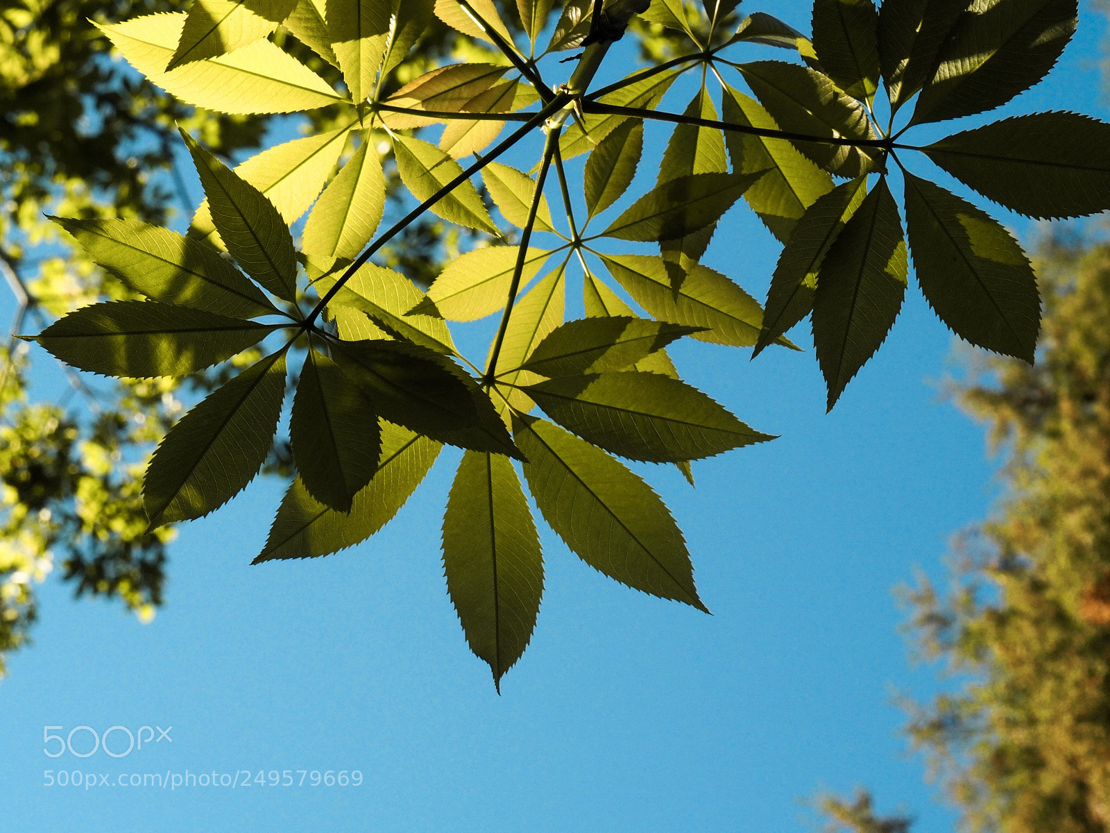 Olympus OM-D E-M5 II sample photo. Untitled photography
