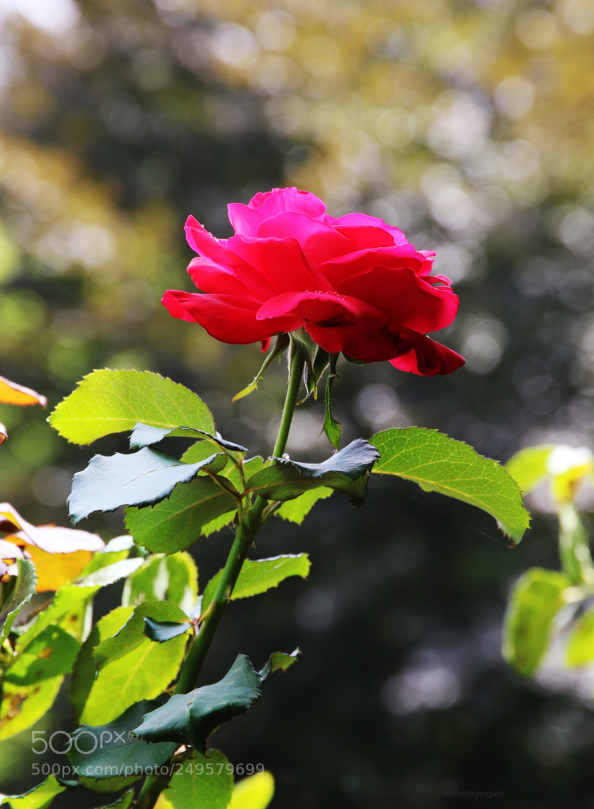 Canon EOS 7D Mark II sample photo. Red rose photography