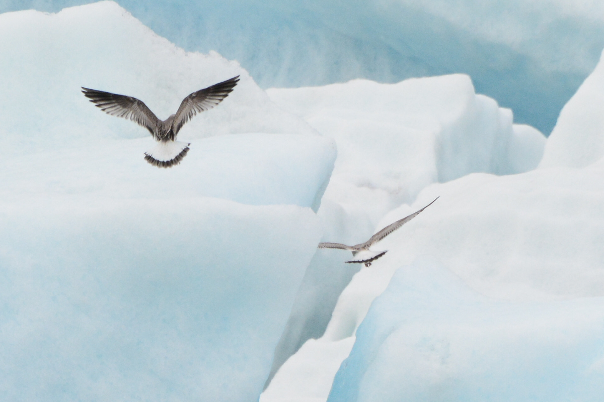 Nikon D7100 sample photo. Jökulsárlón photography