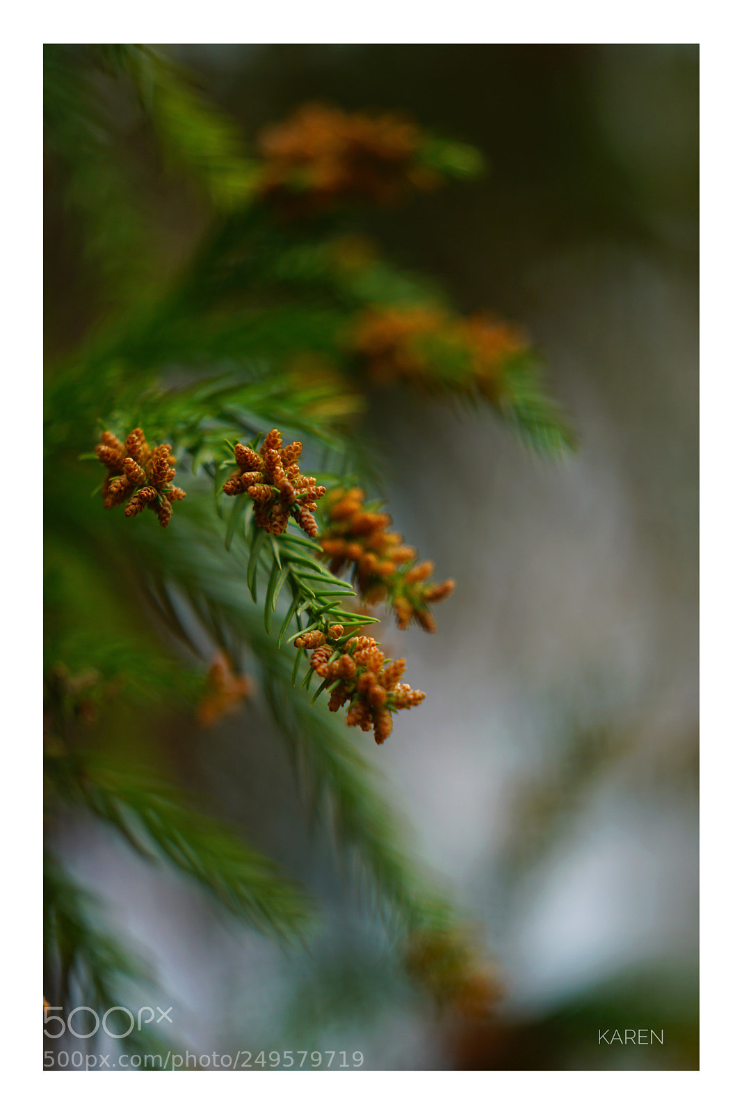 Sony a7R II sample photo. Cryptomeria fortunei photography