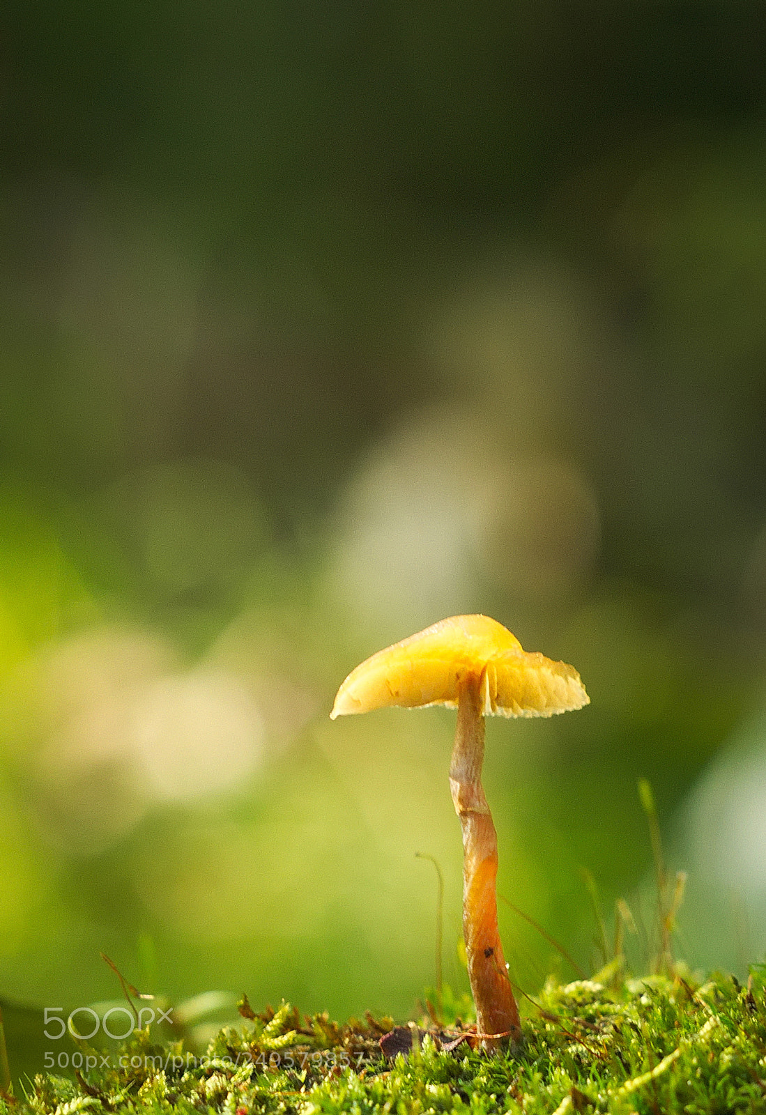 Olympus PEN E-PL5 sample photo. Standing alone photography