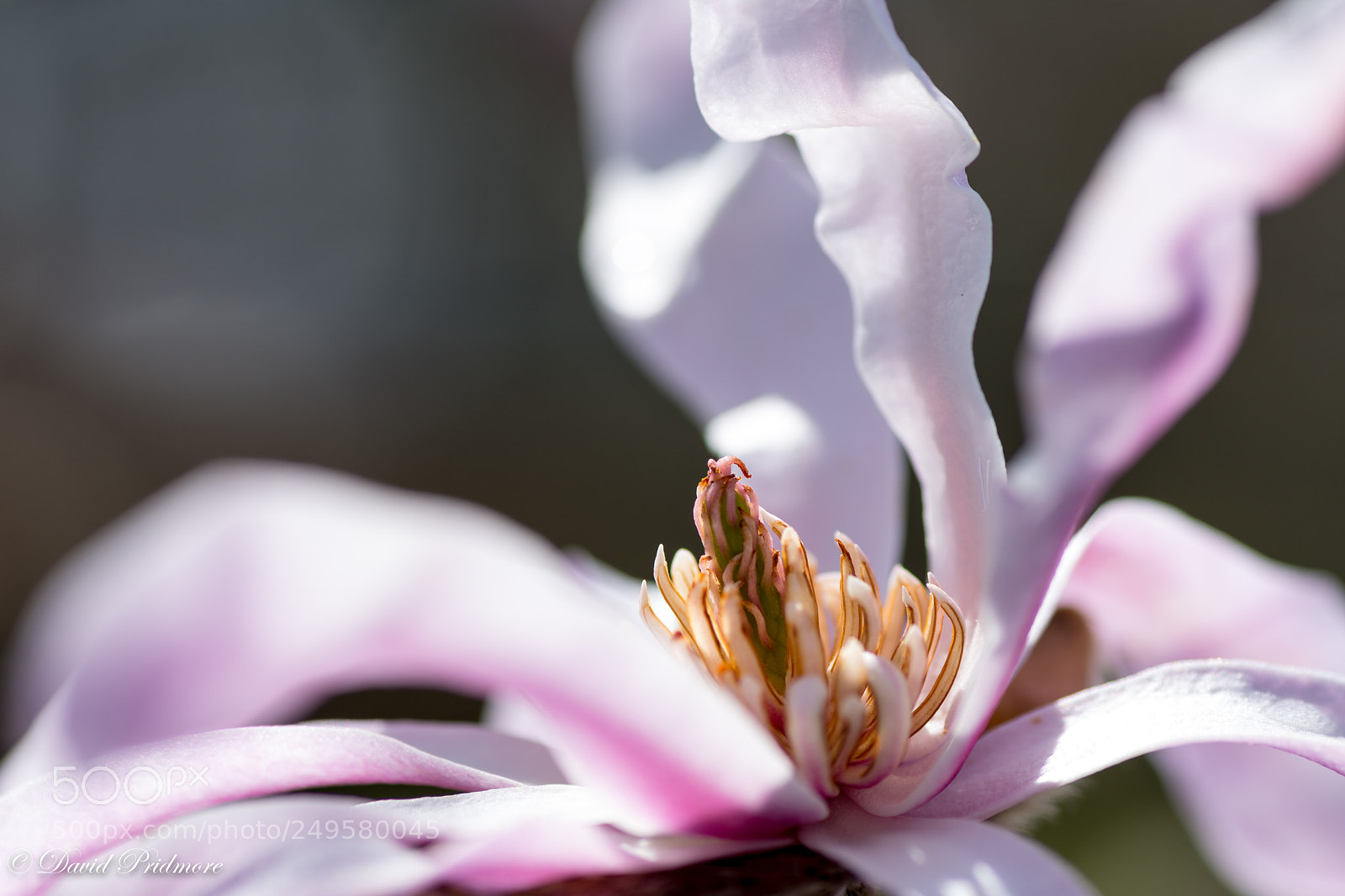 Nikon D7200 sample photo. Magnolia photography