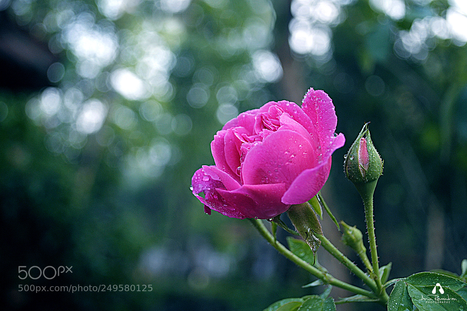 Nikon D3000 sample photo. Rose flower photography