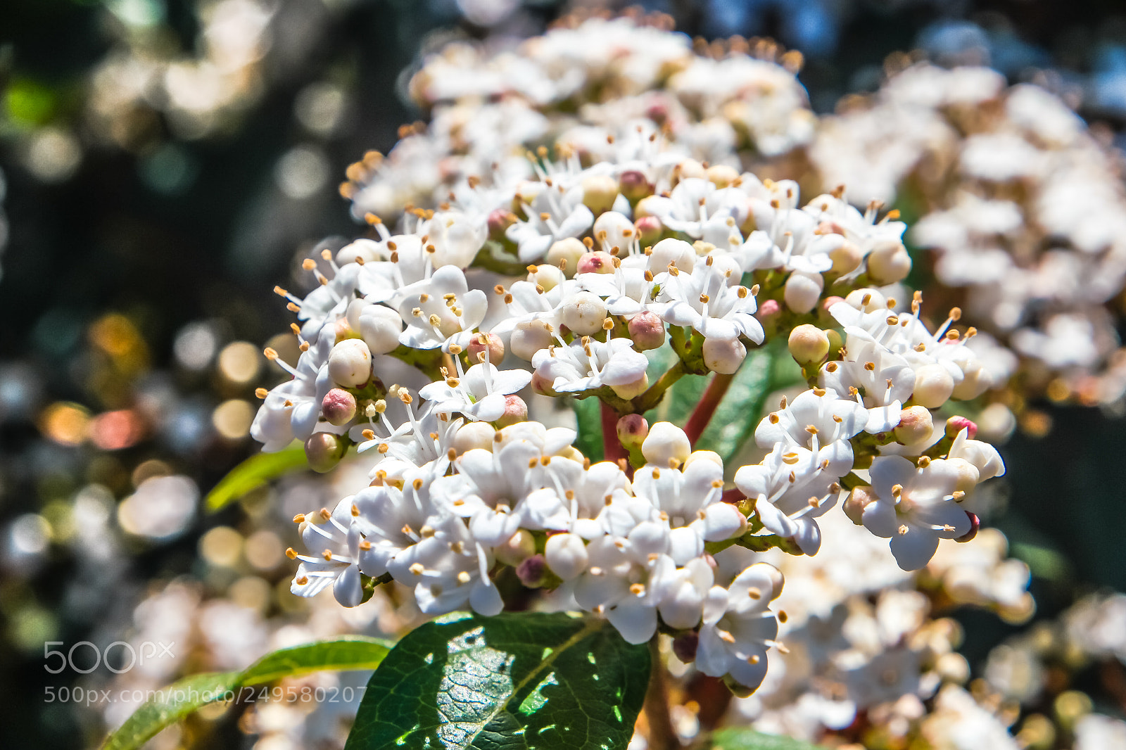 Samsung NX500 sample photo. Jane photography