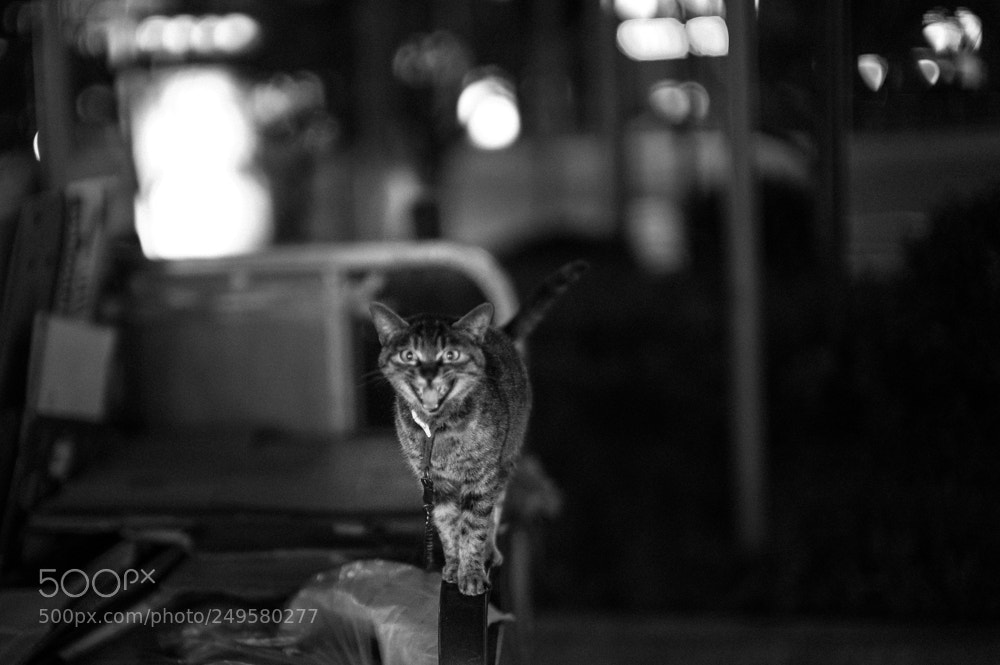 Leica M9 sample photo. Untitled photography