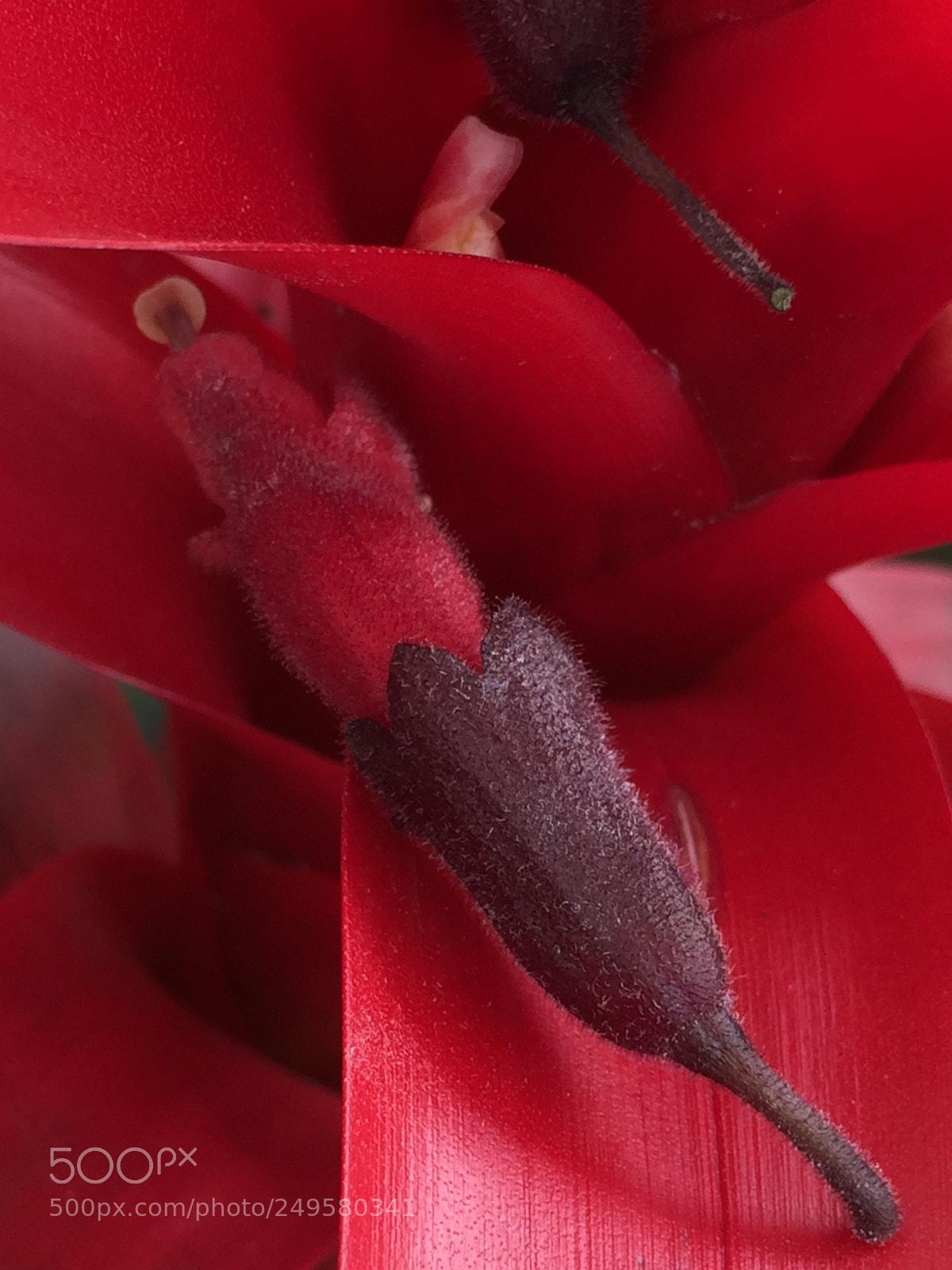 Apple iPhone 6 Plus sample photo. Fallen flower 1: scarlet star photography