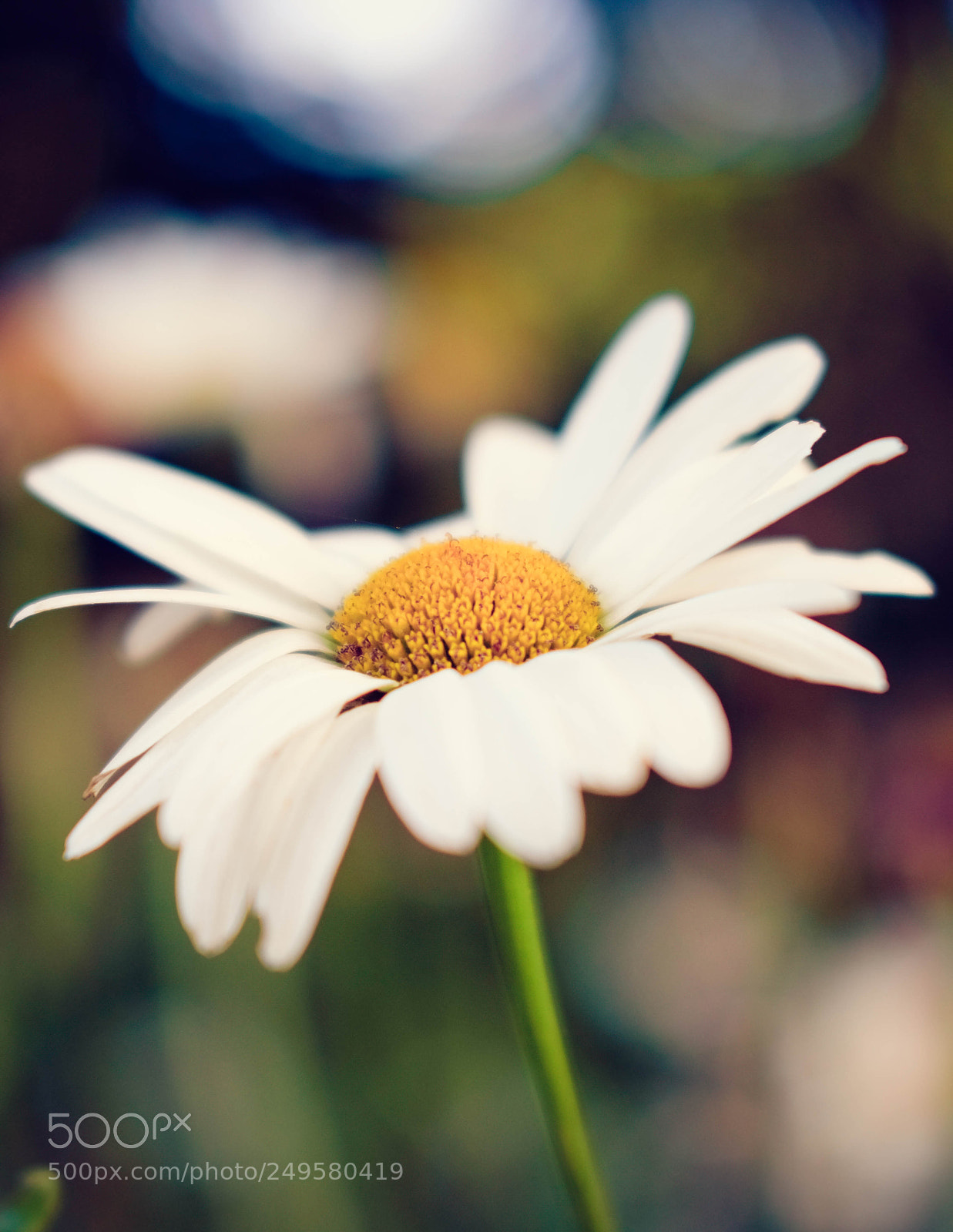 Fujifilm X-T20 sample photo. Sunny side up photography