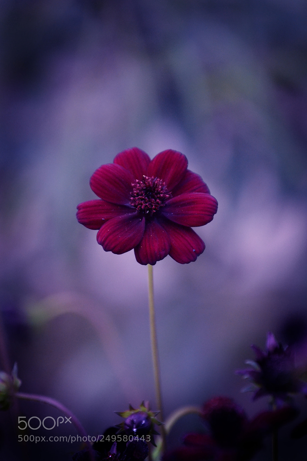 Nikon D3100 sample photo. Red velvet photography
