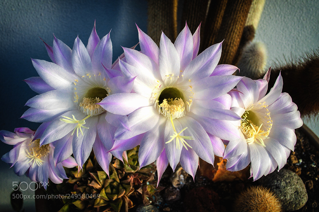 Nikon D5000 sample photo. Echinopsis multiplex 2 photography