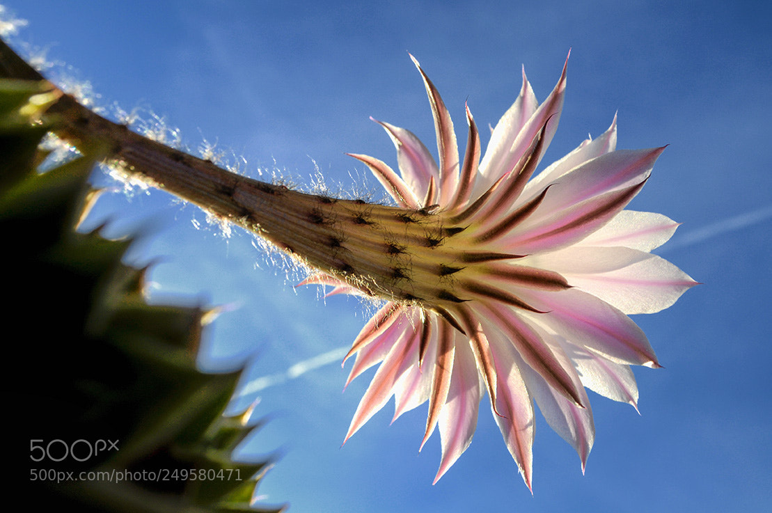 Nikon D5000 sample photo. Echinopsis multiplex 1 photography