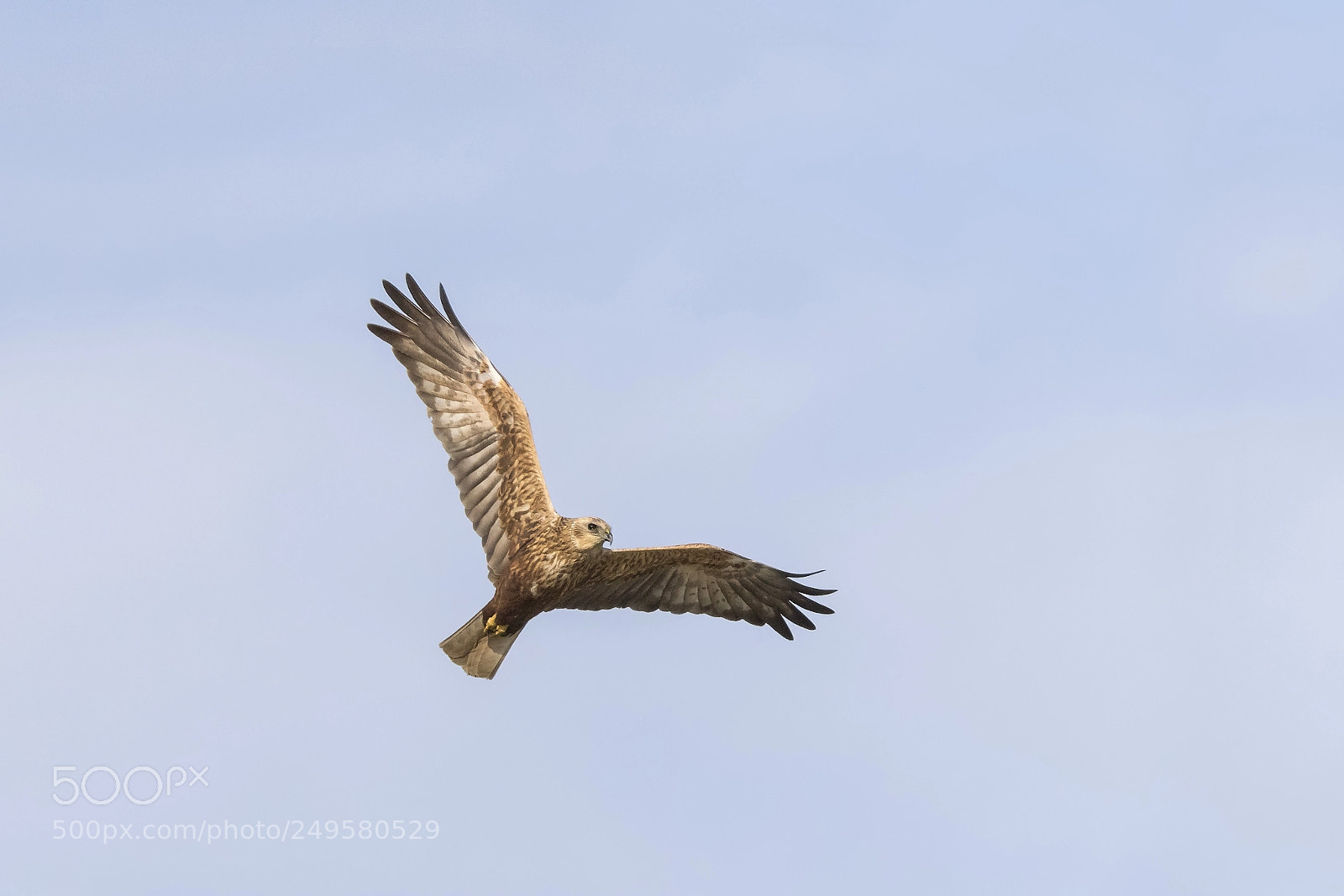 Canon EOS 7D Mark II sample photo. ..falco di palude.. photography