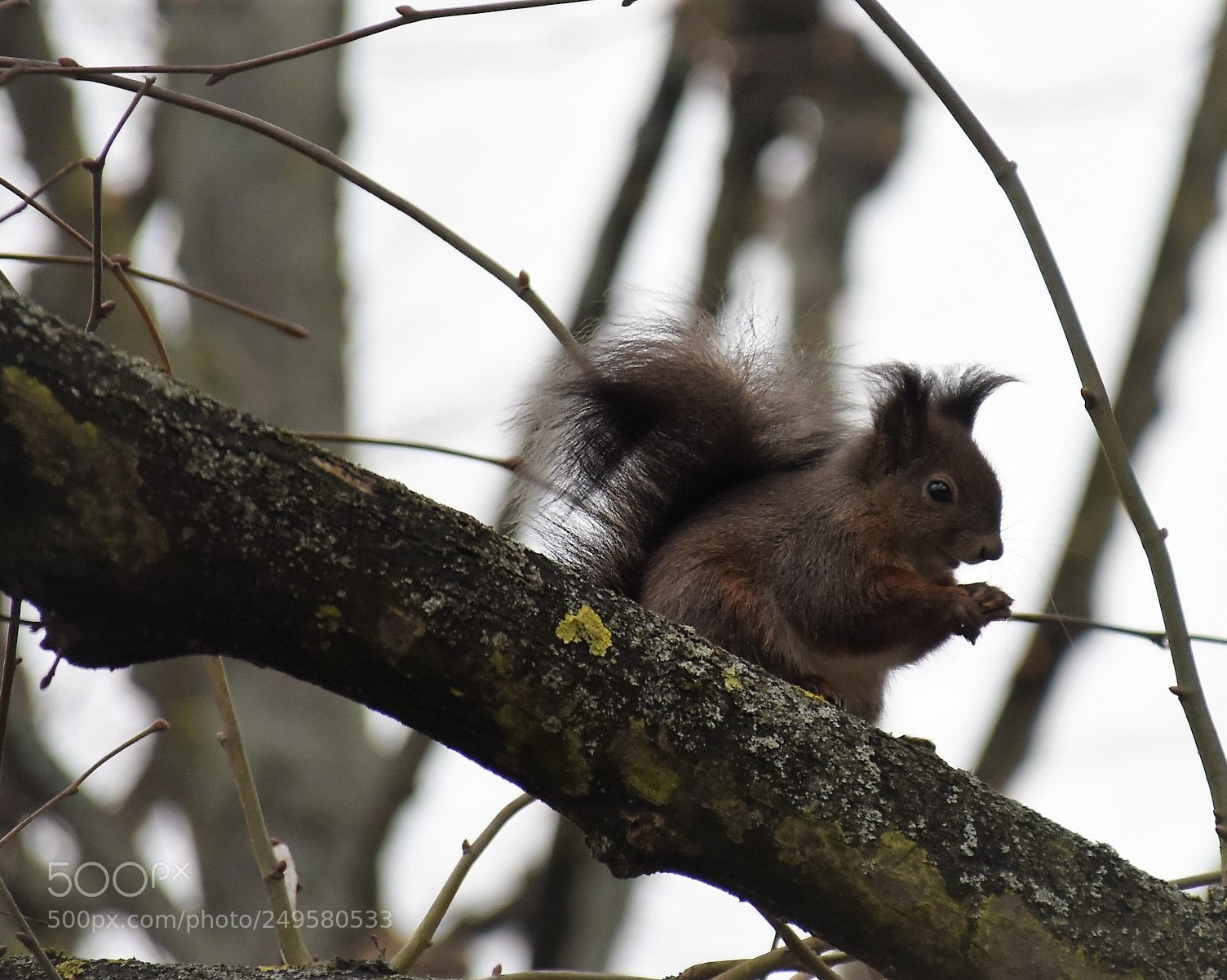Nikon D810 sample photo. "ou e le printemps" photography