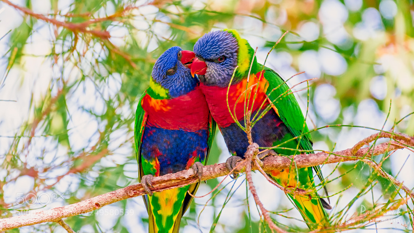 Nikon D500 sample photo. The lovers photography
