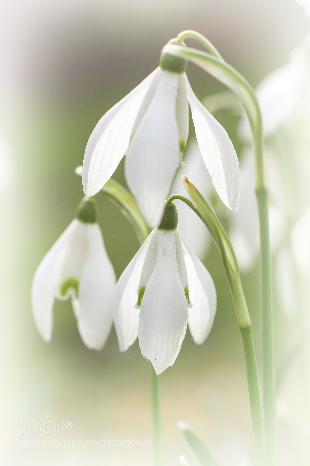 Pentax K-3 sample photo. Yet more snowdrops photography