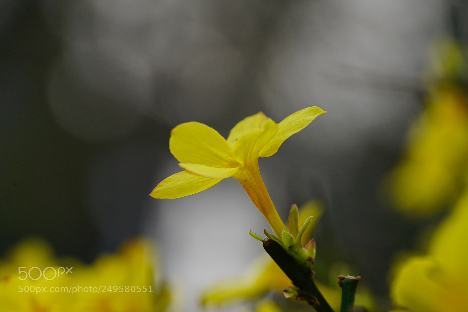 Sony a7 II sample photo. 迎春⋯ photography