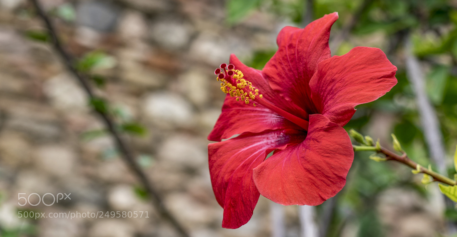 Nikon D5300 sample photo. Hibiscus. photography