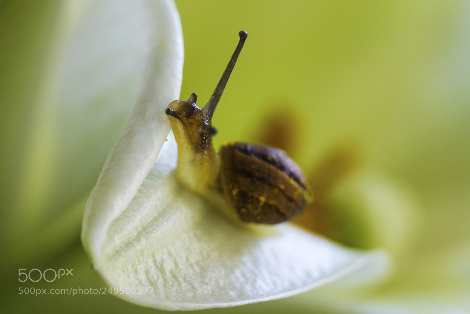Sony a6000 sample photo. Snail on the flower photography