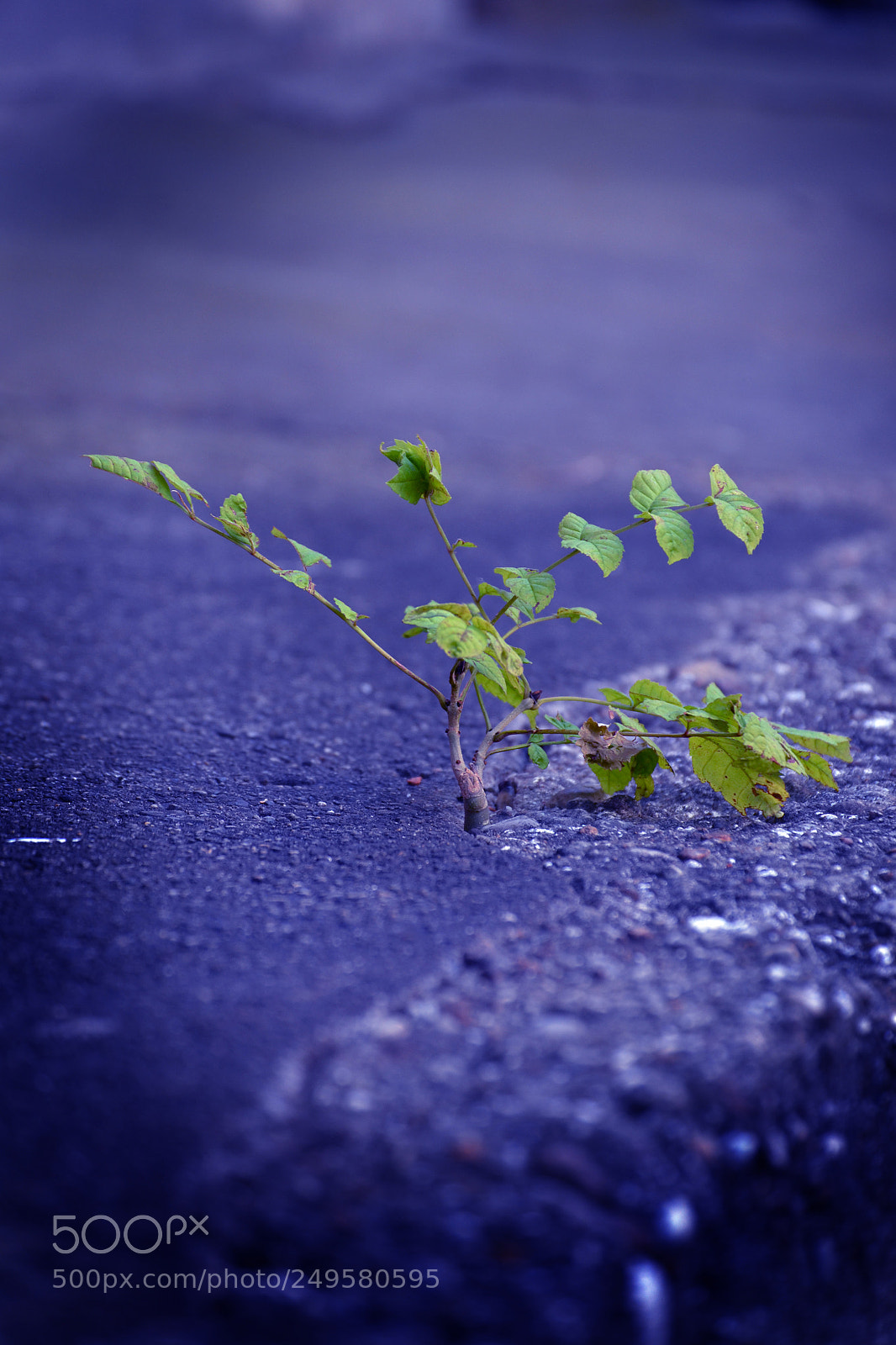 Nikon D3100 sample photo. Power of nature photography