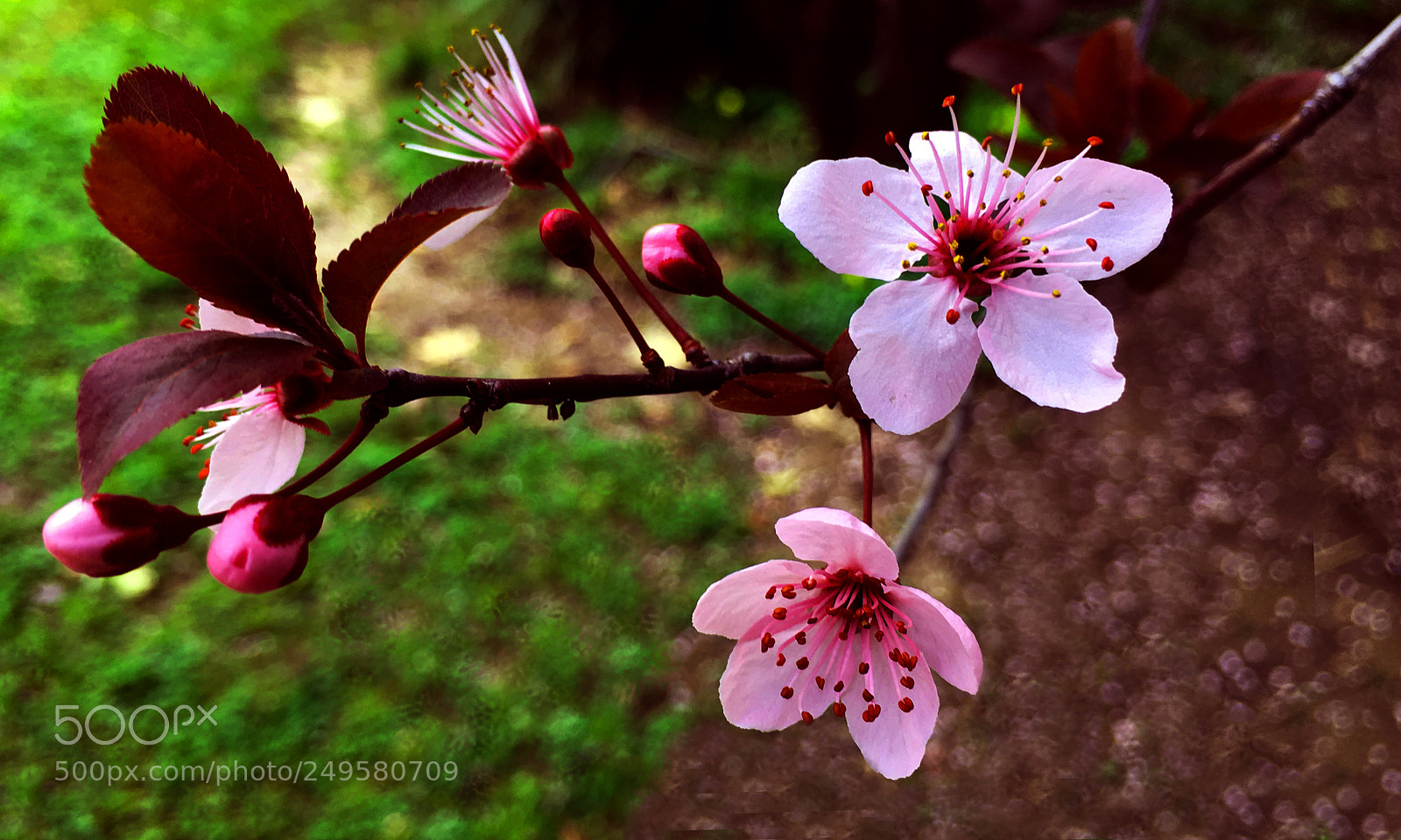 Apple iPhone 6s Plus sample photo. Primavera photography