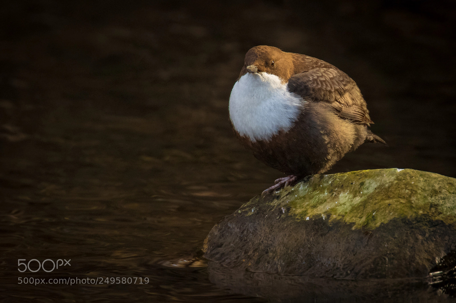 Canon EOS 7D Mark II sample photo. White-throated dipper (cinclus cinclus) photography