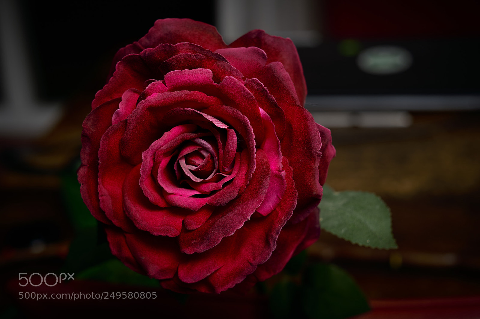 Fujifilm X-T2 sample photo. Rose photography