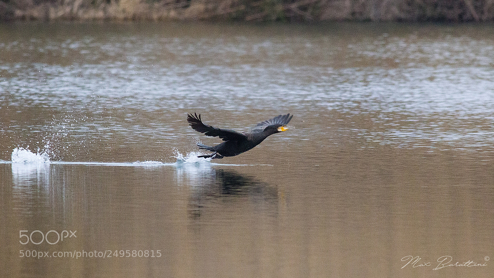 Canon EOS 7D Mark II sample photo. Cormorant in flight photography