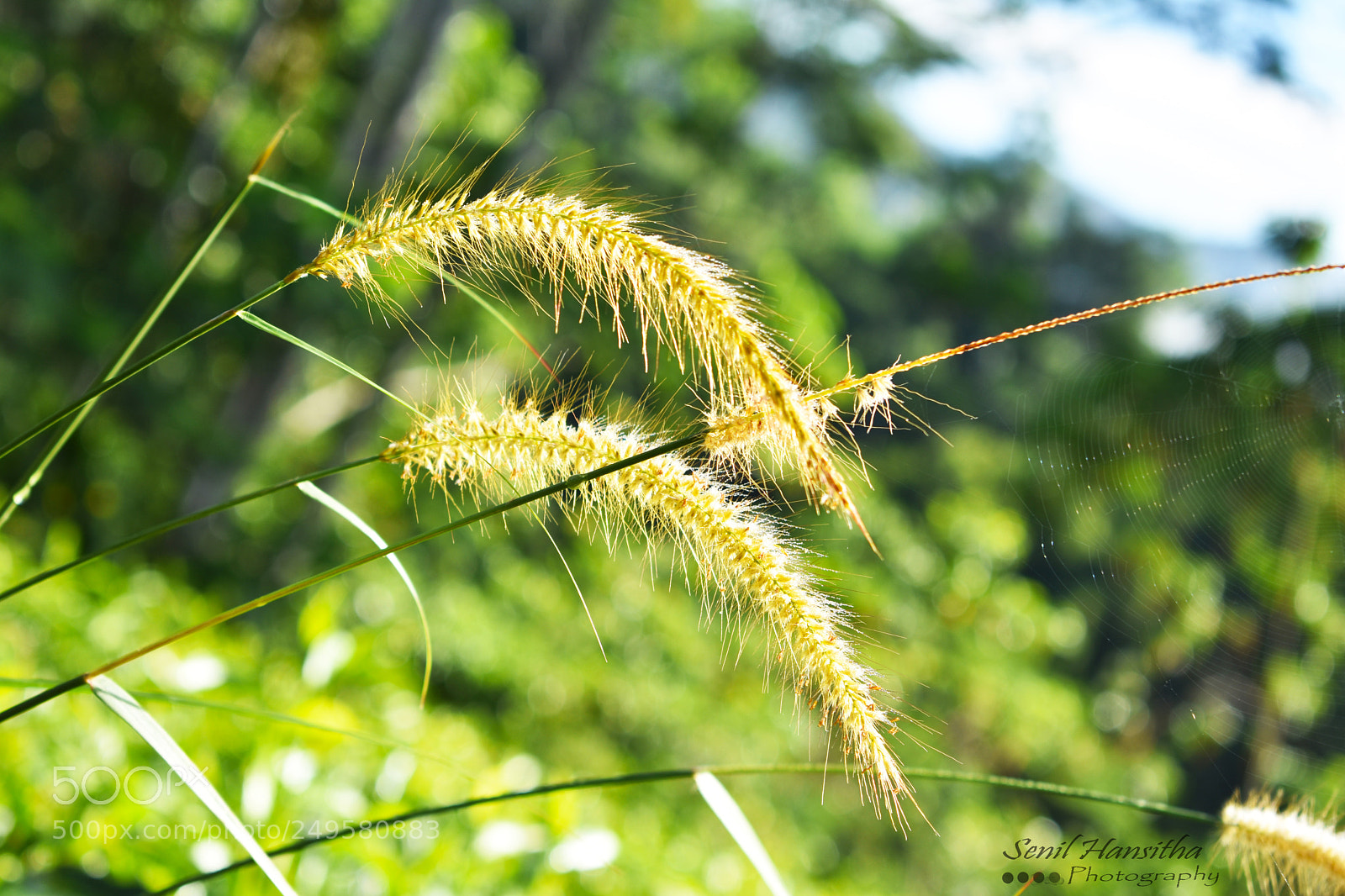Nikon D3400 sample photo. Flowers photography