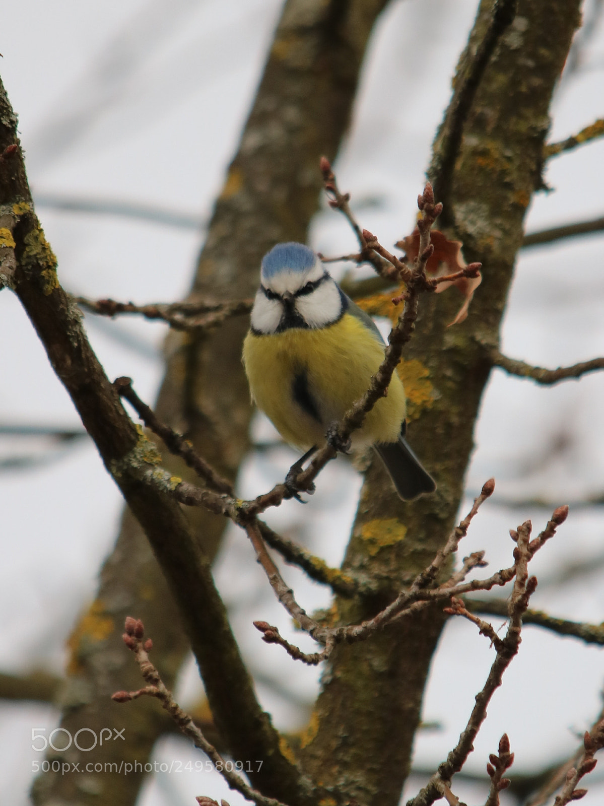 Canon EOS 750D (EOS Rebel T6i / EOS Kiss X8i) sample photo. Outside in spring photography