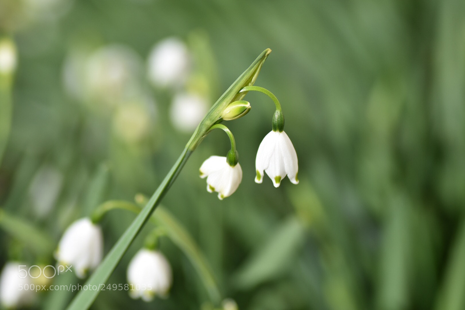 Nikon D7200 sample photo. Lily of the valley photography