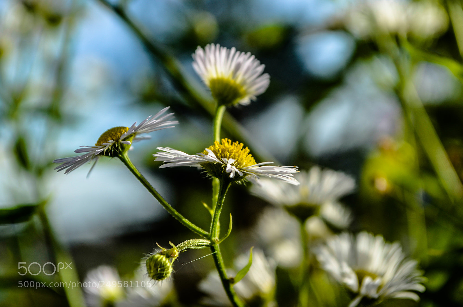 Nikon D5100 sample photo. Fleur photography