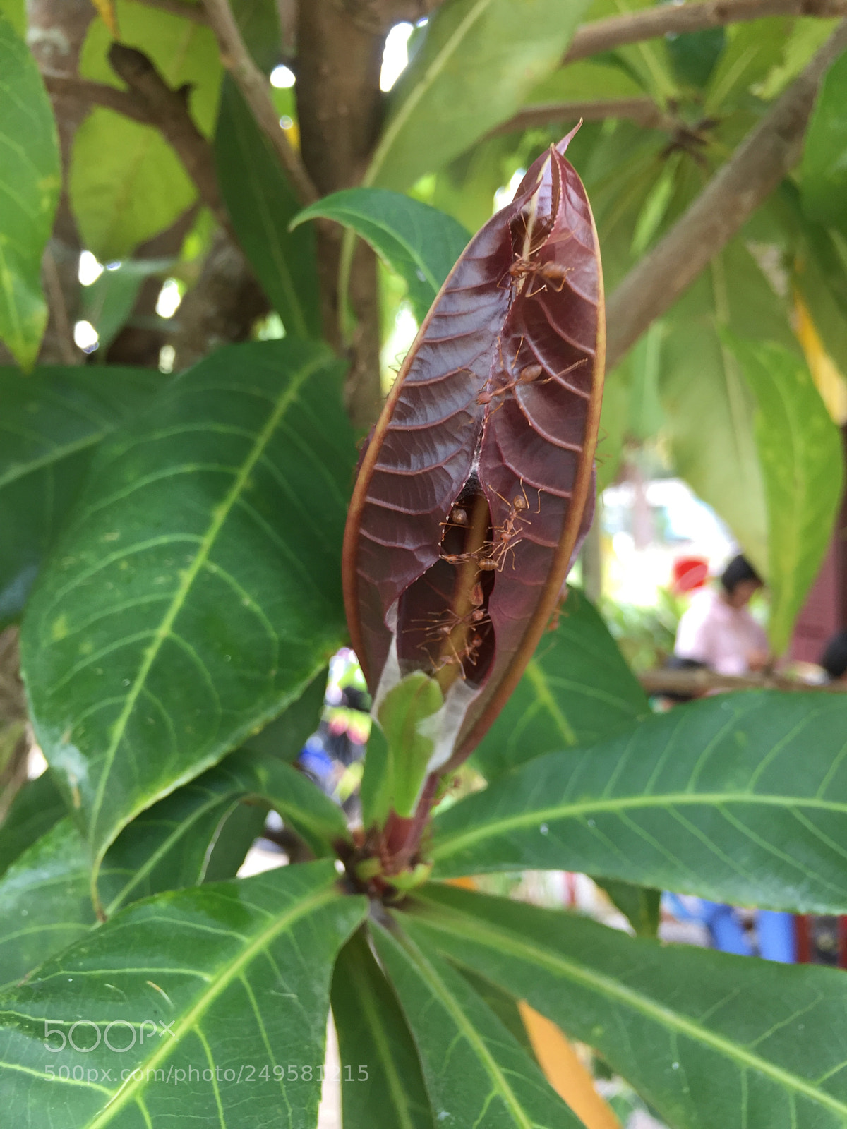 Apple iPhone 6 Plus sample photo. Img photography