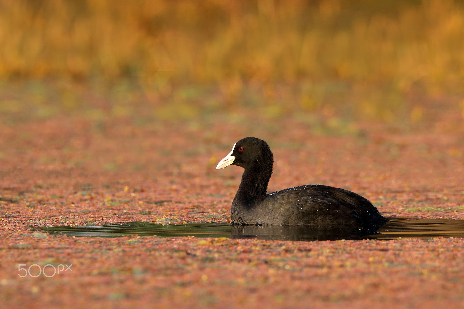 Canon EF 500mm F4L IS USM sample photo. Eurasian coot .. photography