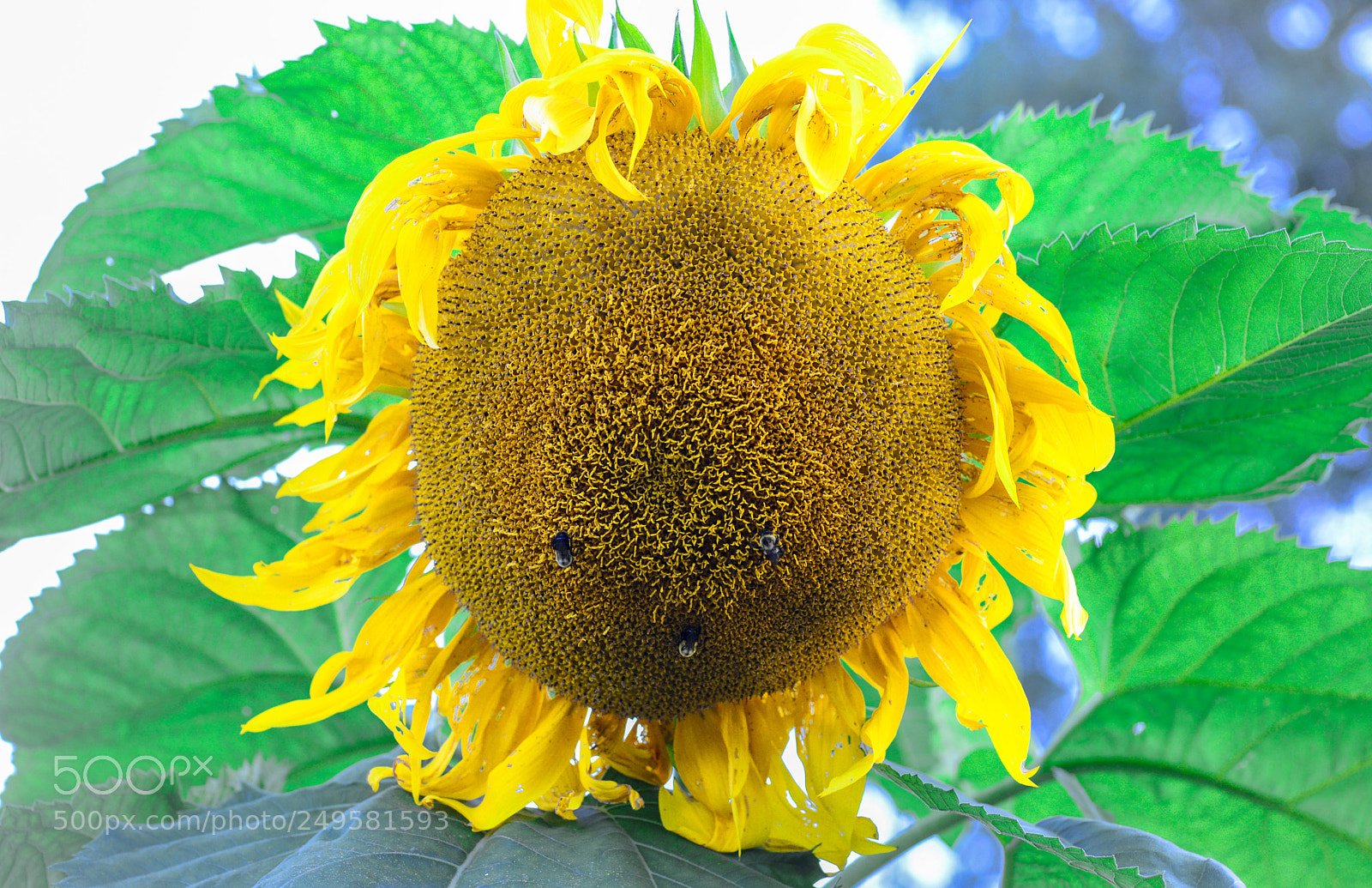 Nikon D600 sample photo. Contrast colors 3 photography