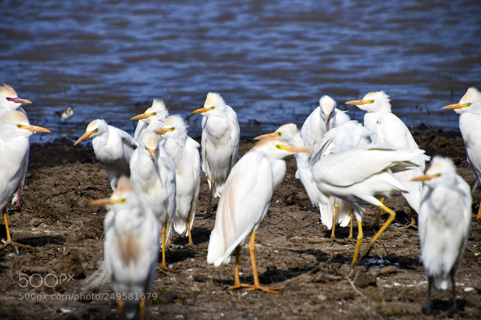 Nikon D5600 sample photo. Cattle egrets photography