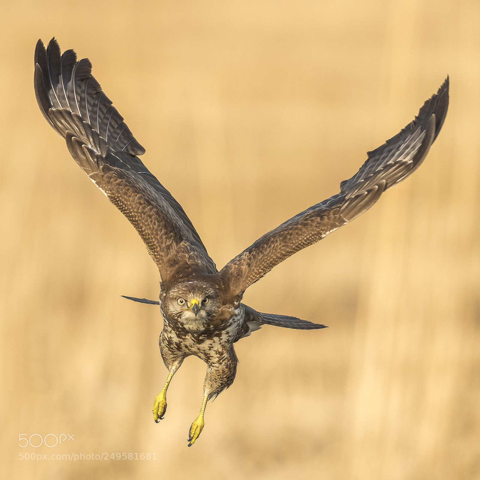 Nikon D500 sample photo. Buzzard in flight photography