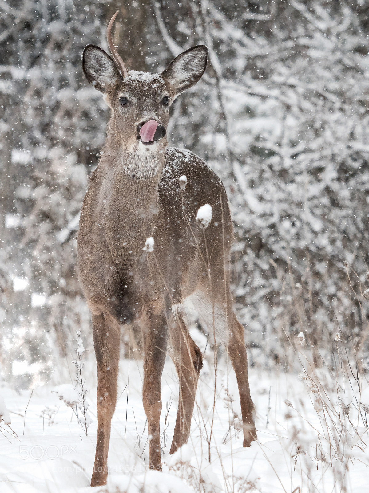 Olympus OM-D E-M1 Mark II sample photo. Mmmmmm... that fresh snow photography