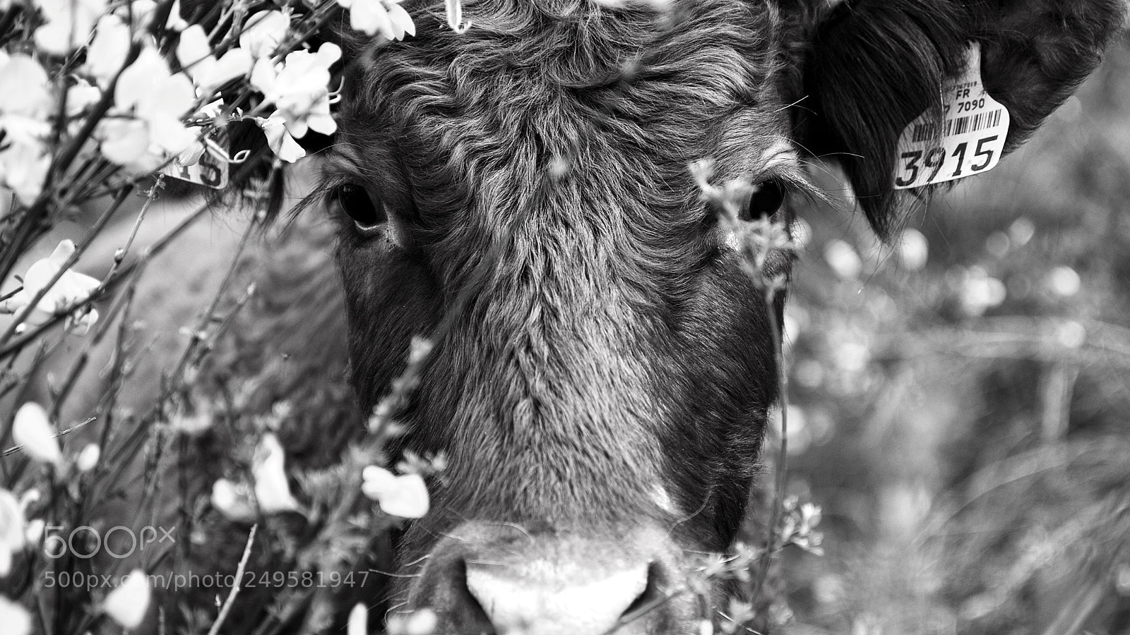 Canon EOS 40D sample photo. Just a cow photography