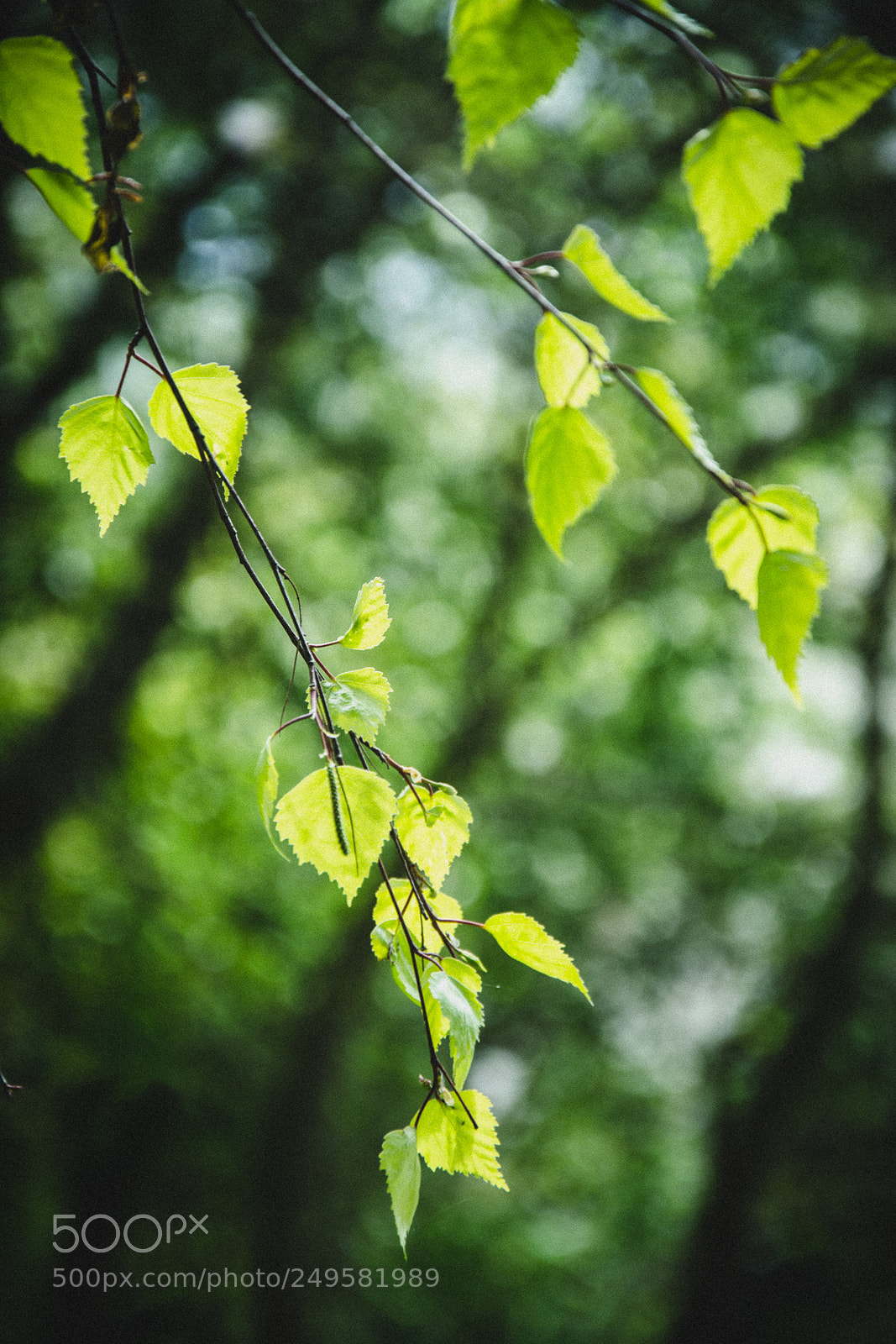 Nikon D5200 sample photo. Nature photography