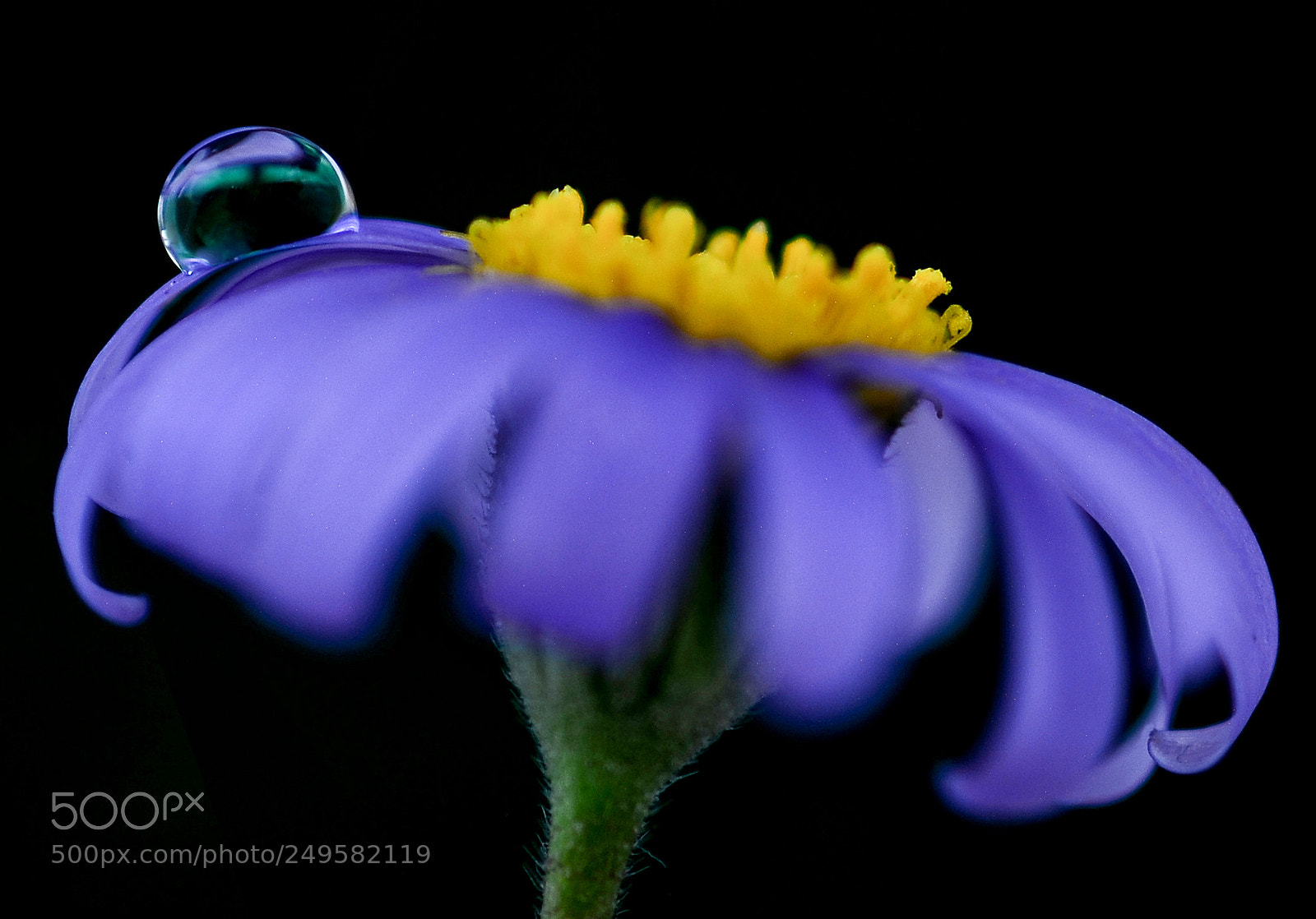 Nikon D7000 sample photo. Feeling blue photography