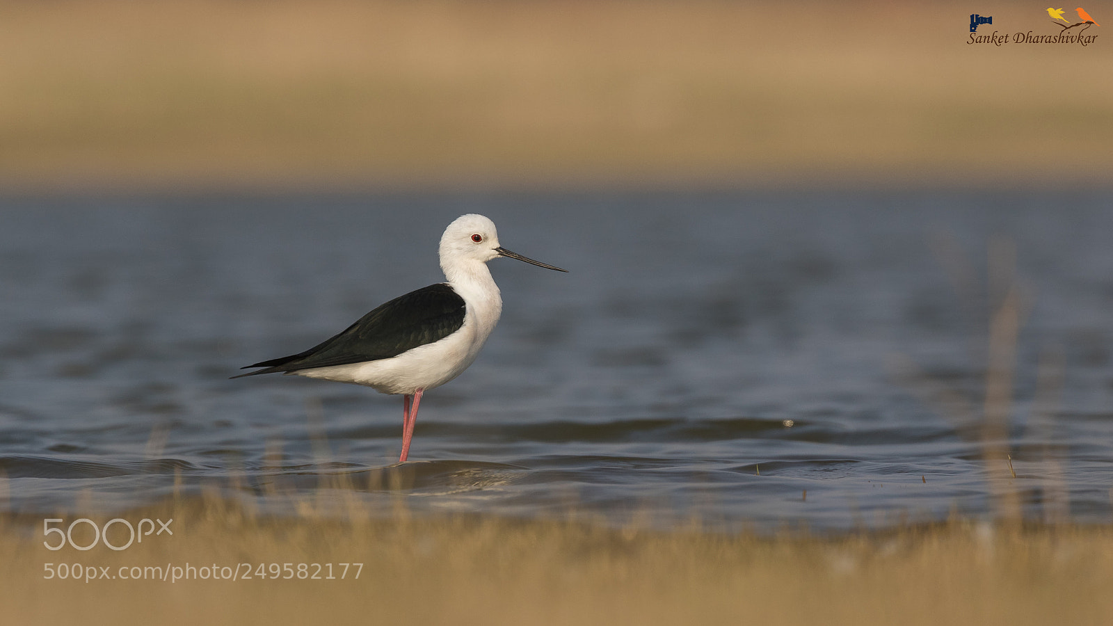 Canon EOS 7D Mark II sample photo. Black-winged stilt..!! photography