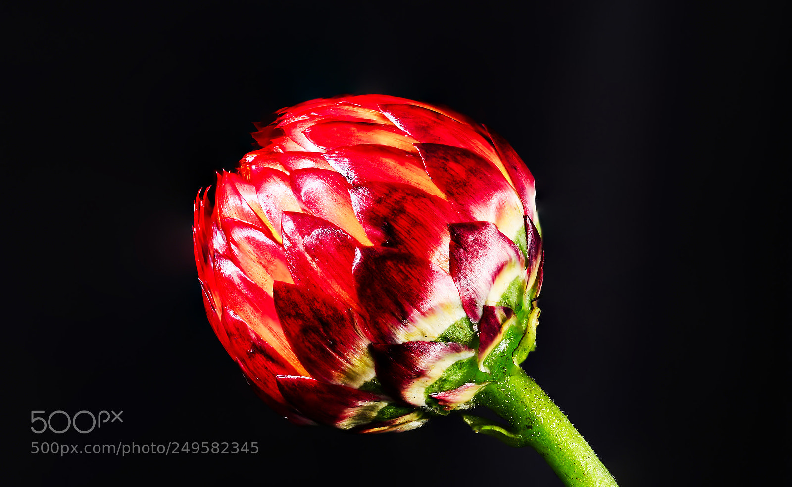 Nikon D7000 sample photo. Bud photography