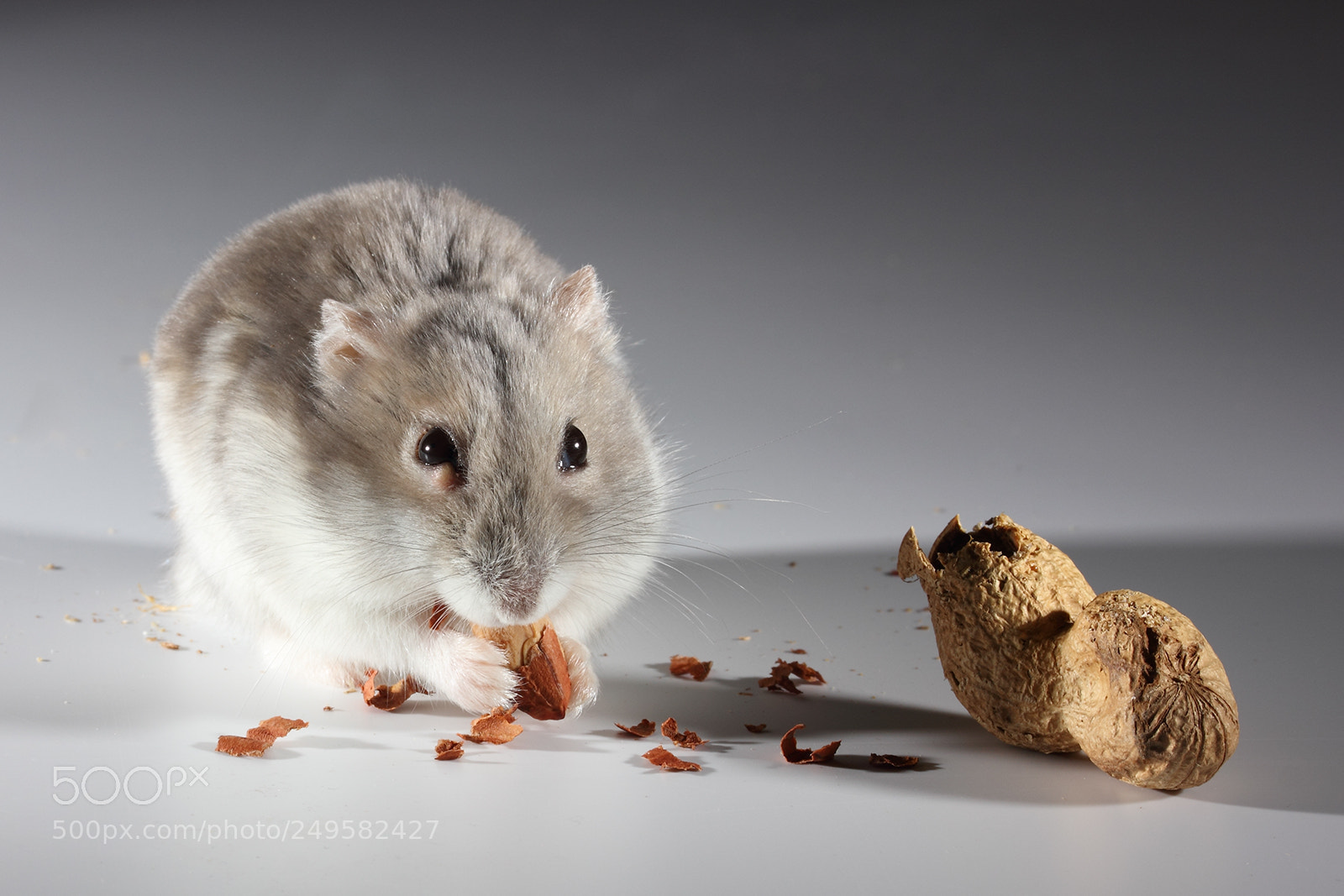 Canon EOS 550D (EOS Rebel T2i / EOS Kiss X4) sample photo. Dwarf hamster enjoying peanut photography