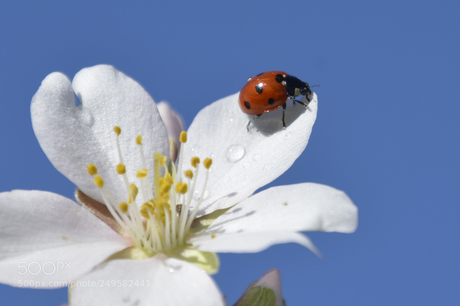 Nikon D5200 sample photo. Ladybug photography