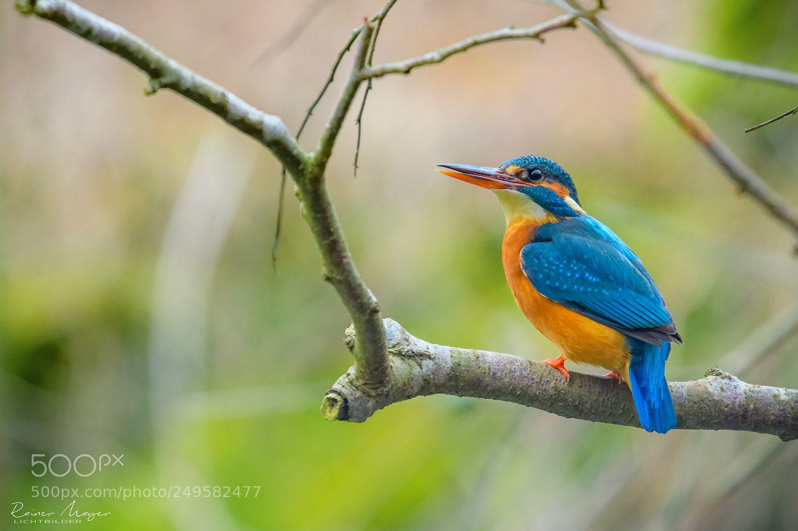 Nikon D500 sample photo. #163 - kingfisher photography