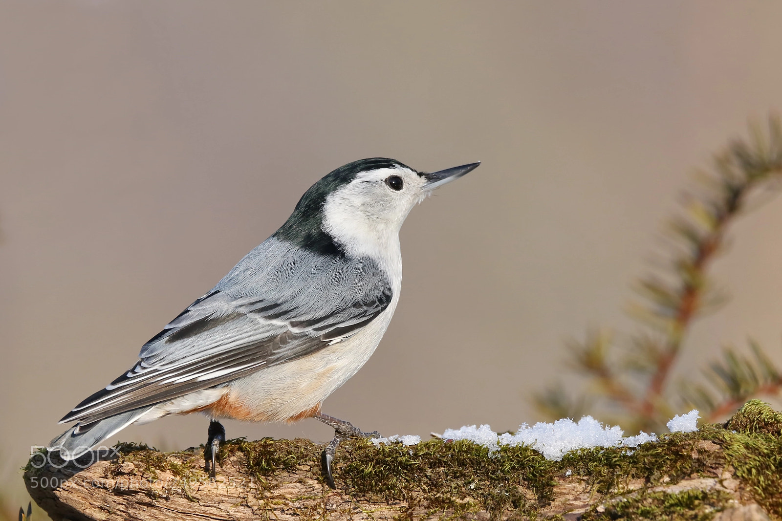 Canon EOS 7D Mark II sample photo. Nuthatch photography