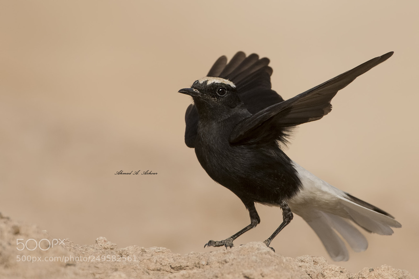 Nikon D810 sample photo. White-crowned wheatear photography