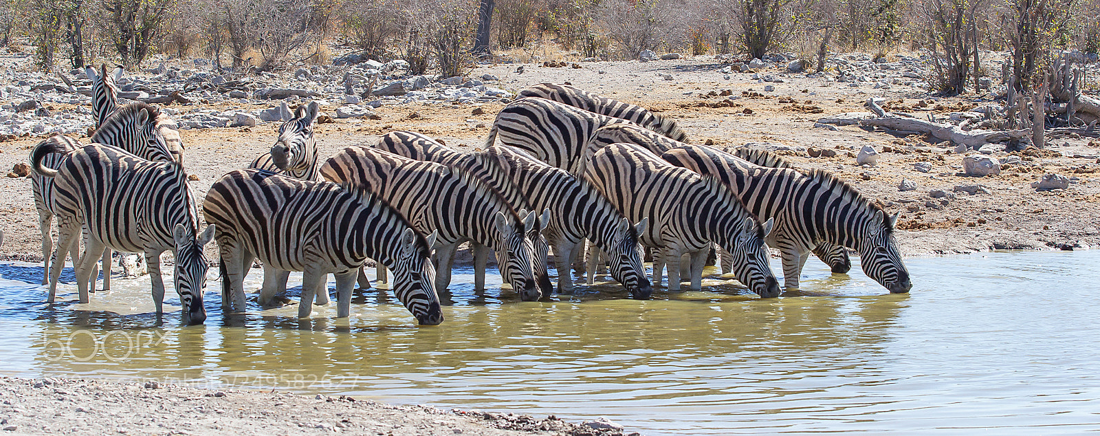 Canon EOS 60D sample photo. Zebra photography