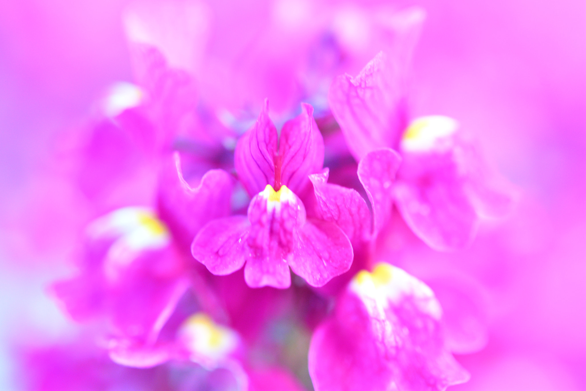 Nikon AF-S Micro-Nikkor 60mm F2.8G ED sample photo. Gaura photography