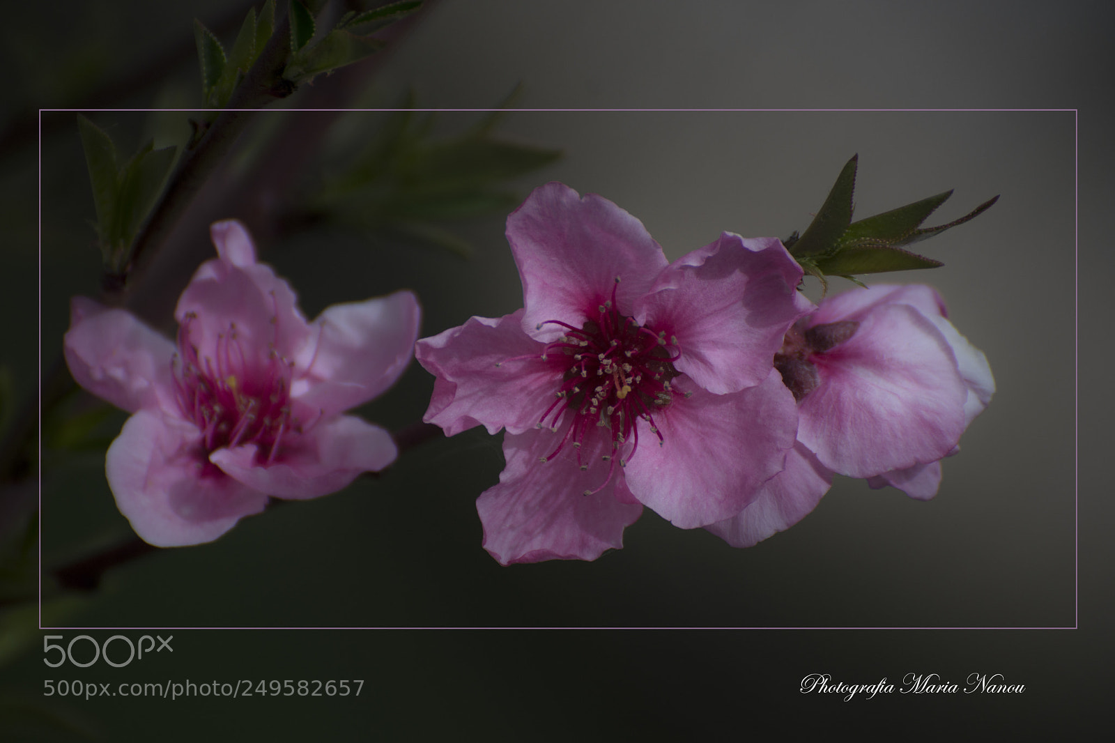 Nikon D7200 sample photo. Peach blossom photography